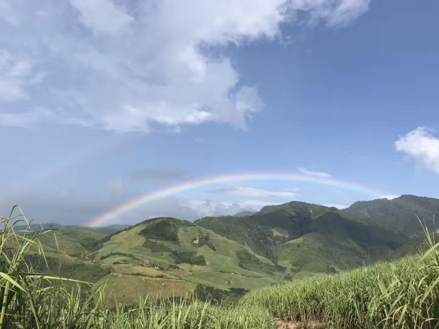 種下的綠色希望.jpg