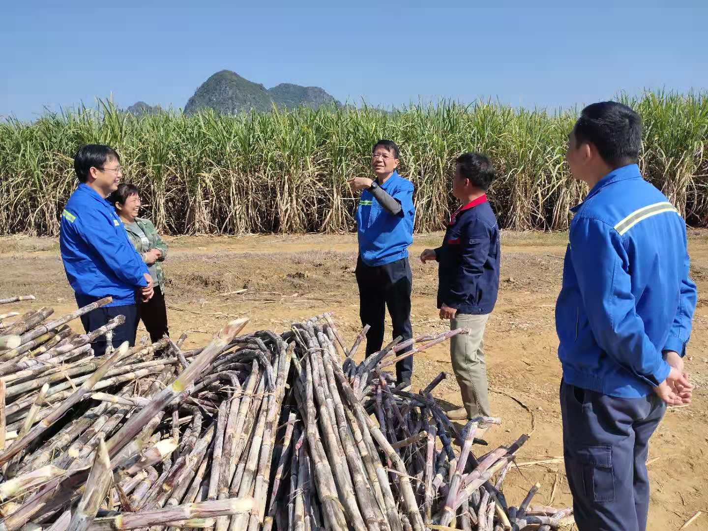 林家樂COO兼總裁（右三）指導檢查甘蔗砍收工作2.jpg